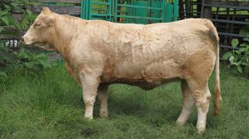 One of the equal top-priced females, Glenlea Fairfield Cute 1st T905, which sold for $7500 at Glenlea Beef's online sale. Picture supplied. 