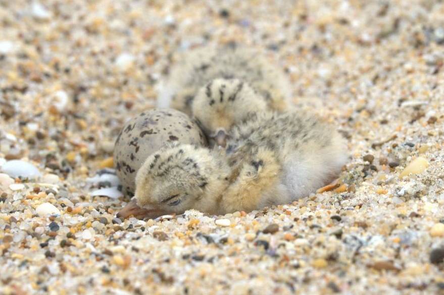 Little tern chicks are well camouflaged in their nests in the sand. Picture by Andrew Robinson.