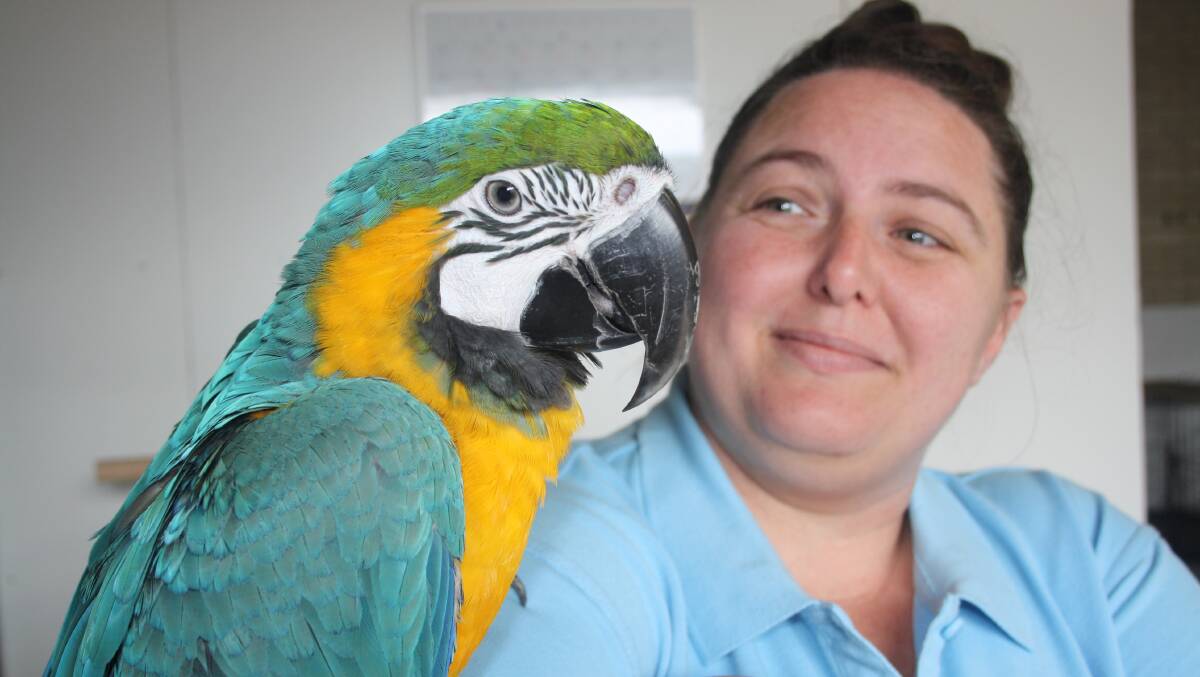 Shoalhaven Avicultural Club member Sam Guthrie with her macaw Cable - just one of the types of bird that will be on offer during the club's annual bird sale. Picture by Glenn Ellard.