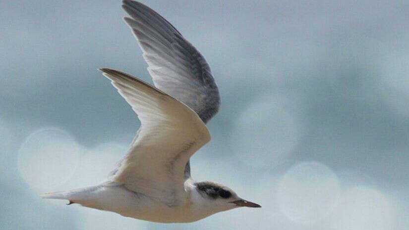 Little tern numbers have been growing, with many chicks fledging at Shoalhaven Heads. Picture by Andrew Robinson.