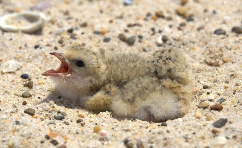 Nearly 70 per cent of the little tern chicks fledging in NSW during 2023-24 have been hatched at Shoalhaven Heads and Karagi Point on the Central Coast. Picture by Andrew Robinson.