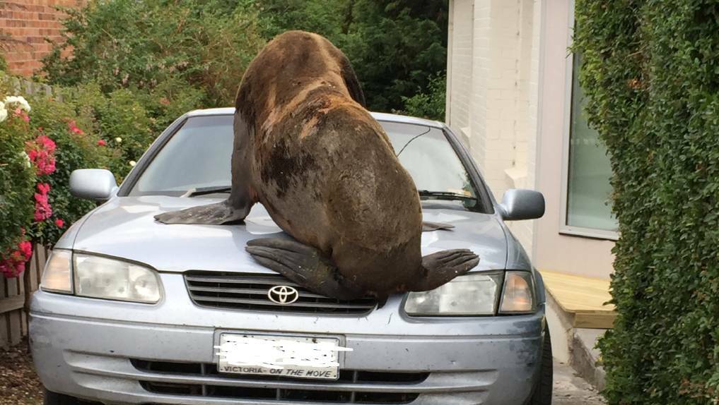 'Lou-seal' takes a break on a car.
