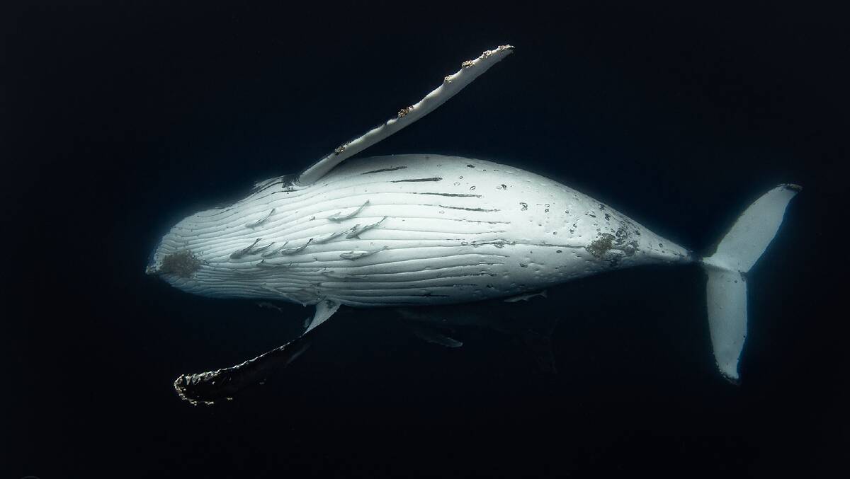 A collection of Phillip Thurston's whale photos from his three weeks in Tongan waters capturing the whale migration.