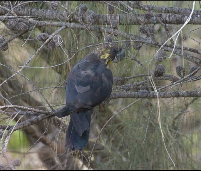 Glossy black cockatoo. Picture: Michael Todd