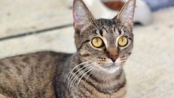 Playful and "talkative" Sierra needs a home of her own
